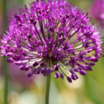 Geel Floricultura. Vivaio piante aromatiche officinali.