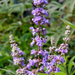 Geel Floricultura. Vivaio piante aromatiche officinali.
