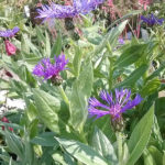 Geel Floricultura. Vivaio piante aromatiche officinali.