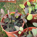 Geel Floricultura. Vivaio piante aromatiche officinali.