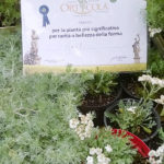 Prix ​​Geel Floricultura - Mirano 2015 - Vitrines en fleurs